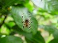 2009-0902_Spider_1400_17,1C